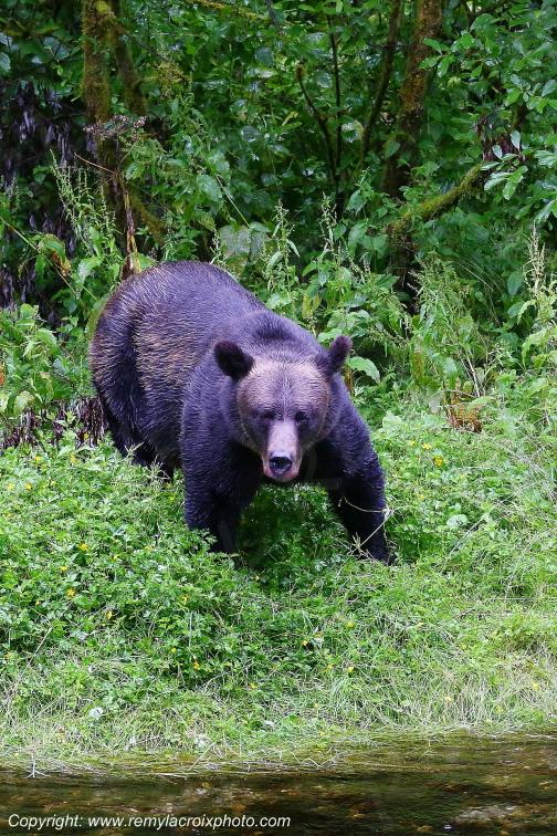 Grizzly Bear Ours Brun Fish Creek Alaska USA www.remylacroixphoto.com