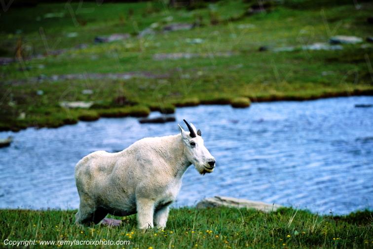 Mountain Goat,Glacier Nat'l Park,Montana,USA