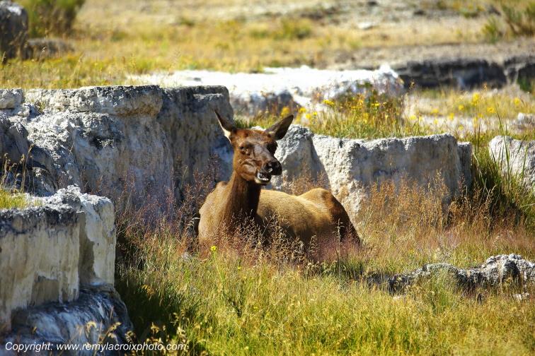 Wapiti Yellowstone National Park Wyoming USA www.remylacroixphoto.com