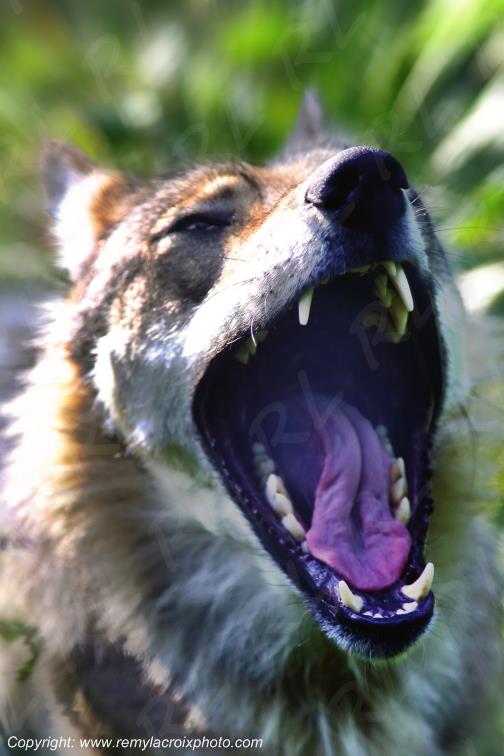 Loups du G�vaudan Loz�re Occitanie France www.remylacroixphoto.com