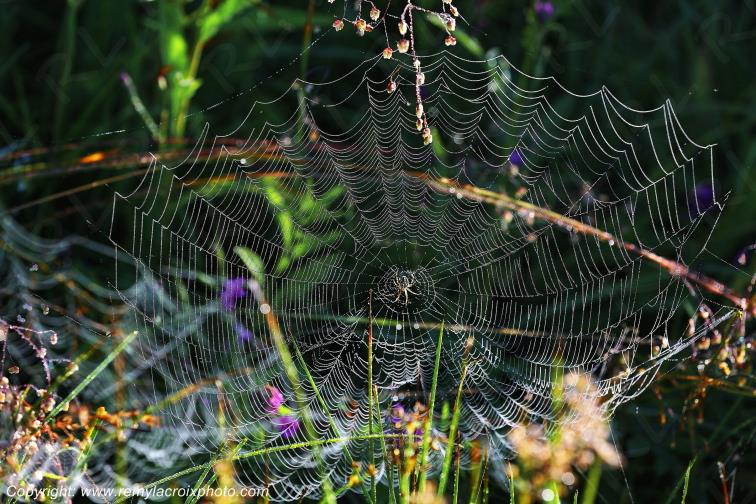 Toiles d'araign�e insectes Aubrac Loz�re www.remylacroixphoto.com