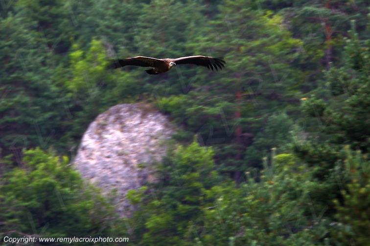 Gorges de la Jonte vautour fauve Loz�re Languedoc-Roussillon Occitanie France www.remylacroixphoto.com