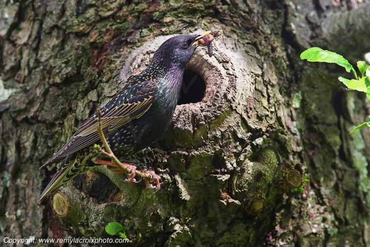 �tourneau nich�e Allier Auvergne Rh�ne Alpes France www.remylacroixphoto.com