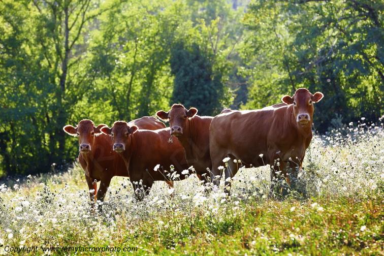 Vaches limousines Tranzault Val de Bouzanne Indre Berry Centre Val de Loire France www.remylacroixphoto.com