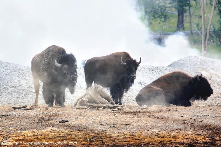 Bisons d'Am�rique american buffaloes Tatanka Yellowstone www.remylacroixphoto.com