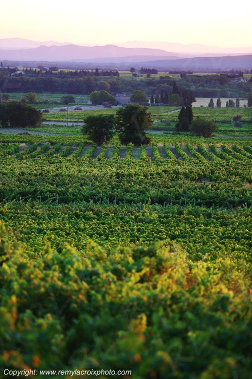 S�guret Vignoble Vaucluse Provence Alpes C�te d'Azur PACA France www.remylacroixphoto.com