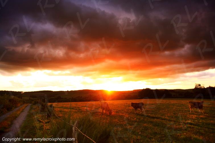 F�niers plateau de Millevaches Vaches limousines Creuse Limousin Nouvelle Aquitaine France www.remylacroixphoto.com