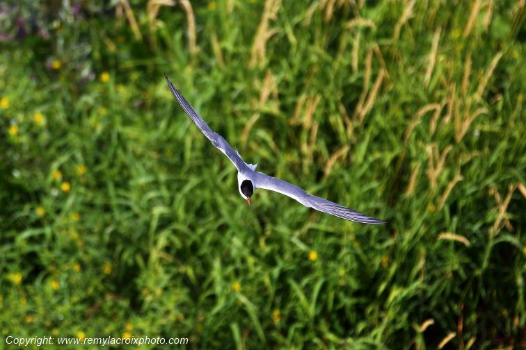 Sterne Naine en vol au dessus de la Loire Centre Val de Loire France www.remylacroixphoto.com