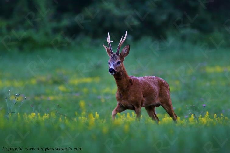 Chevreuil brocard Tranzault Indre Centre Val de Loire France www.remylacroixphoto.com