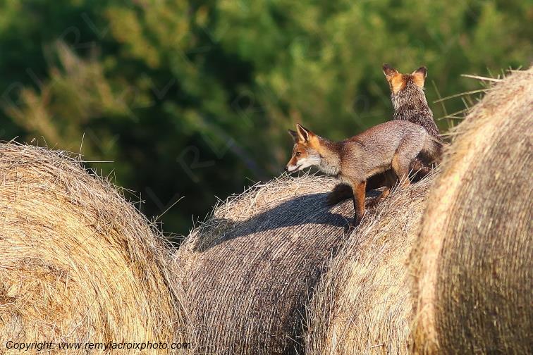 Renard roux Val de Bouzanne Indre Berry Centre Val de Loire France www.remylacroixphoto.com