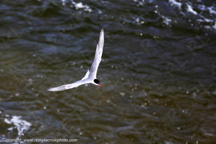 Sterne Naine en vol au dessus de la Loire Centre Val de Loire France www.remylacroixphoto.com