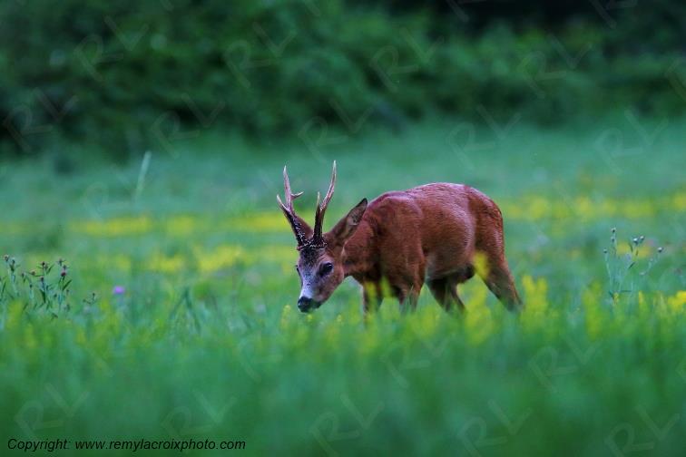 Chevreuil brocard Tranzault Indre Centre Val de Loire France www.remylacroixphoto.com