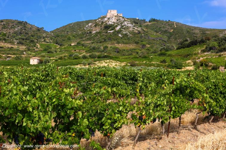Ch�teau Cathare d'Aguilar vignoble du Haut-Fitou Corbi�res Aude France