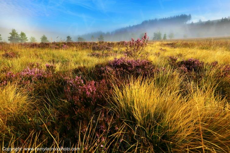 Tourbi�re du Long�roux plateau de Millevaches Corr�ze Limousin France