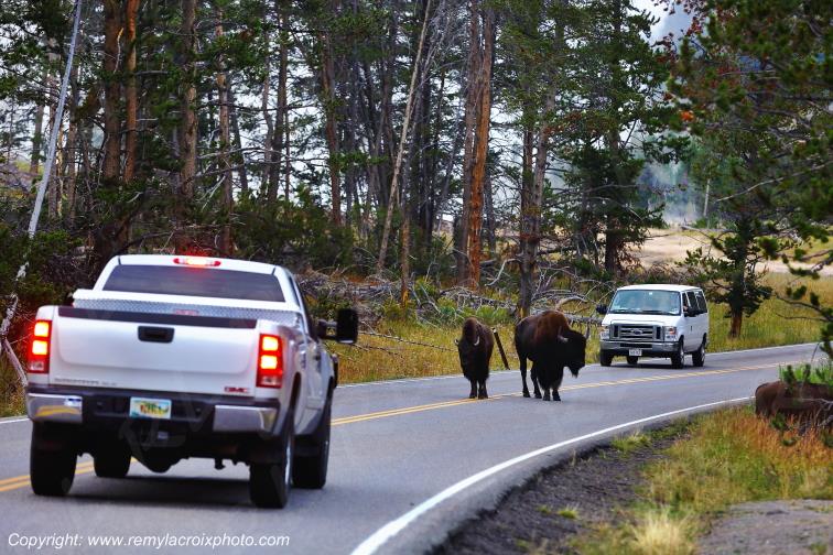 Bisons Hayden Valley Yellowstone National Park Wyoming USA www.remylacroixphoto.com