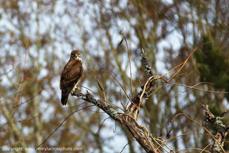 Buse variable rapace raptor Tranzault Indre France www.remylacroixphoto.com
