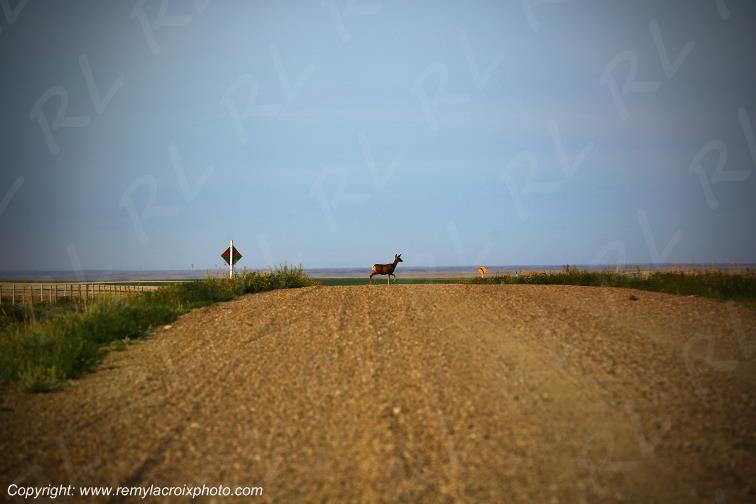 Cypress Lake Biches Deer Great Plains Grandes Plaines Saskatchewan Canada www.remylacroixphoto.com