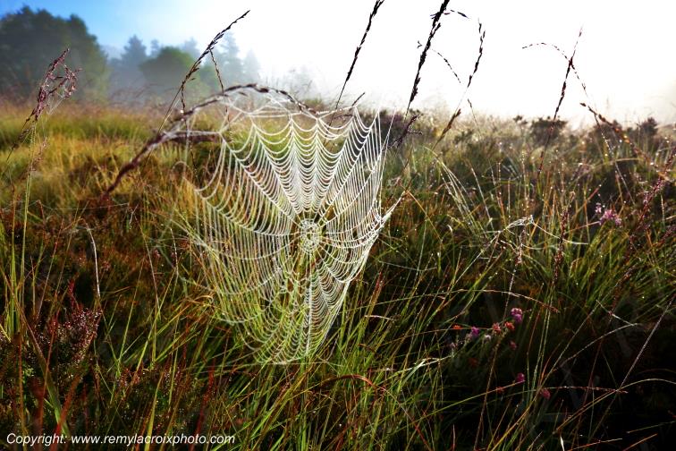 Tourbi�re du Long�roux plateau de Millevaches Corr�ze Limousin France