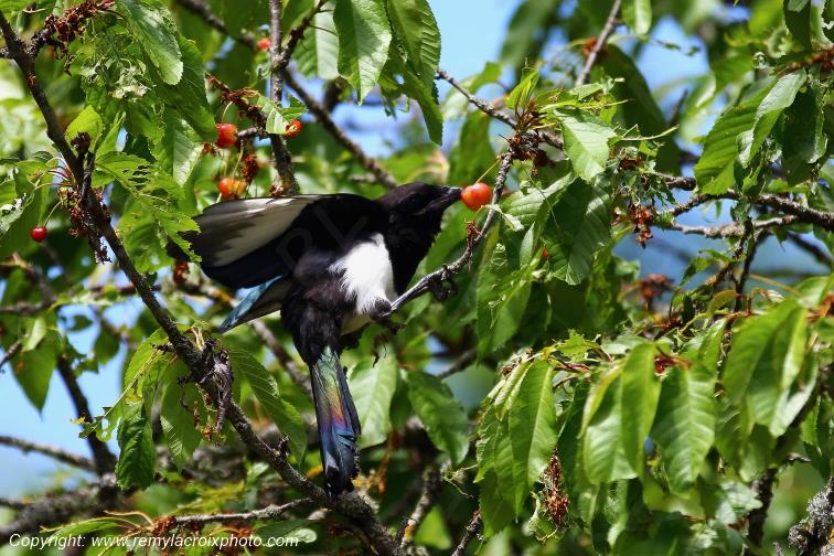 Pie bavarde dans un cerisier Tranzault Indre France www.remylacroixphoto.com
