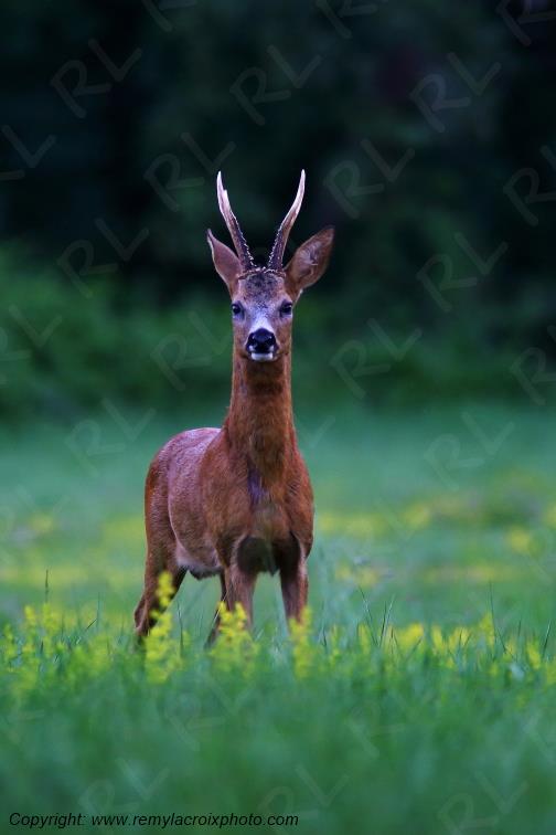 Chevreuil brocard Tranzault Indre Centre Val de Loire France www.remylacroixphoto.com