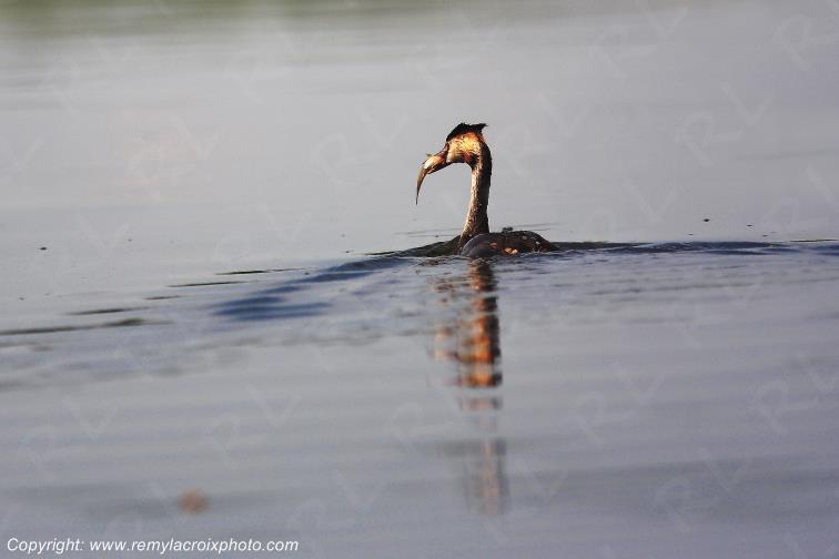 Gr�be Hupp� Parche Delta Danube River Romania Roumanie www.remylacroixphoto.com