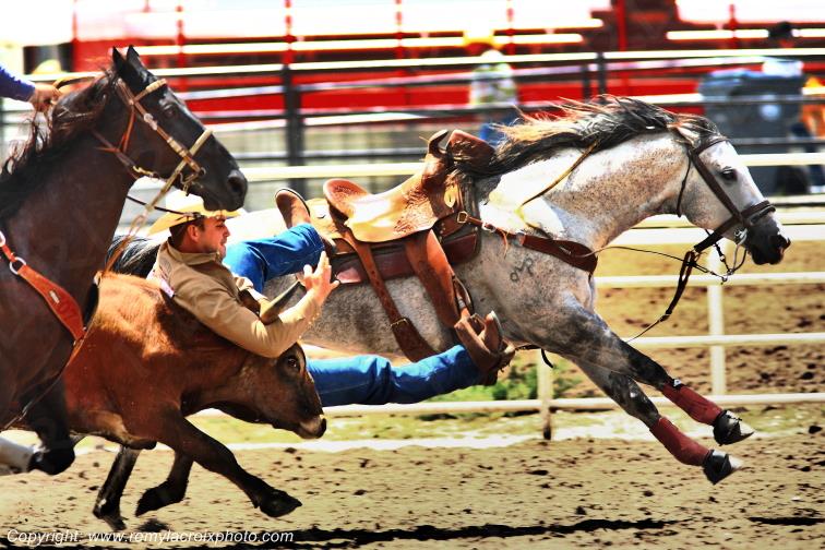 Rodeo Cheyenne Frontier Days Steer Wrestling Wyoming USA www.remylacroixphoto.com