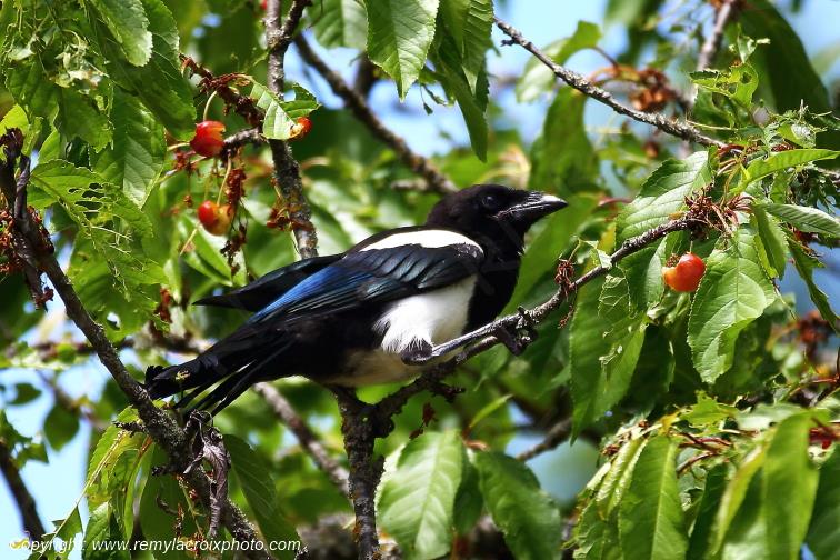 Pie bavarde dans un cerisier Tranzault Indre France www.remylacroixphoto.com