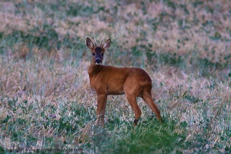 Chevreuil brocard Tranzault Indre Centre Val de Loire France www.remylacroixphoto.com