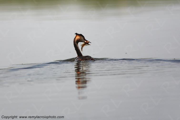 Gr�be Hupp� Parche Delta Danube River Romania Roumanie www.remylacroixphoto.com
