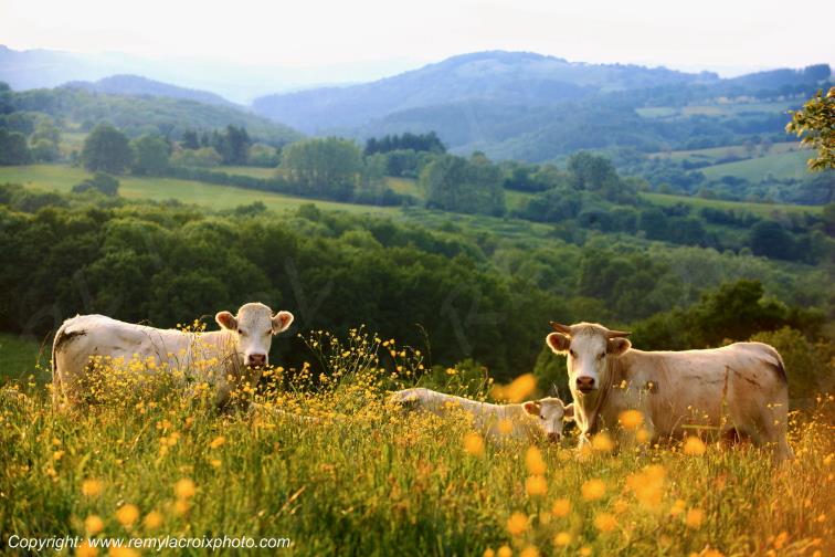 Glozel vaches charolaises Montagne Bourbonnaise Allier Auvergne France