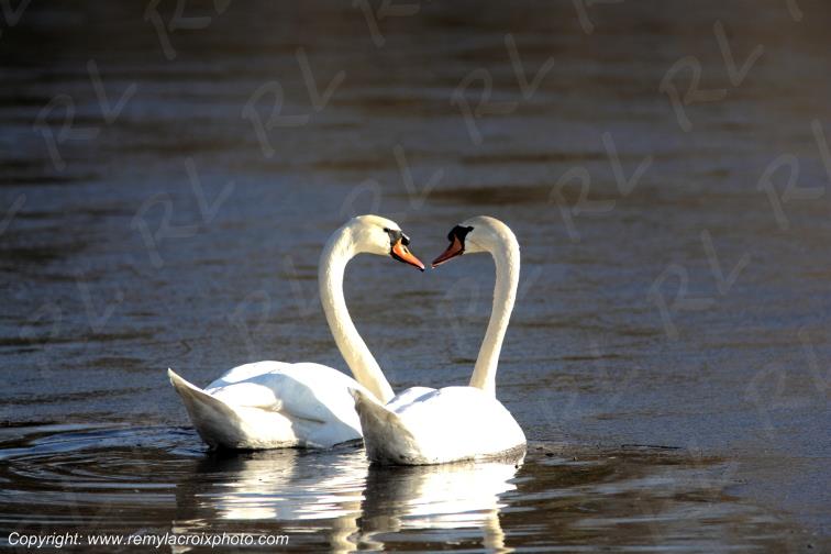 Parnay cygnes Cher Berry Centre Val de Loire France