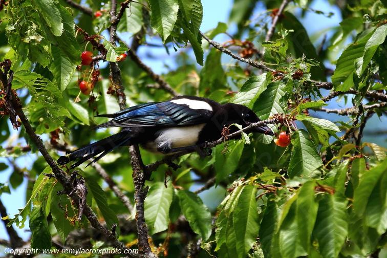 Pie bavarde dans un cerisier Tranzault Indre France www.remylacroixphoto.com