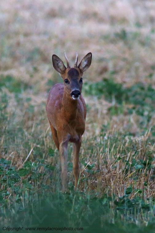 Chevreuil brocard Tranzault Indre Centre Val de Loire France www.remylacroixphoto.com