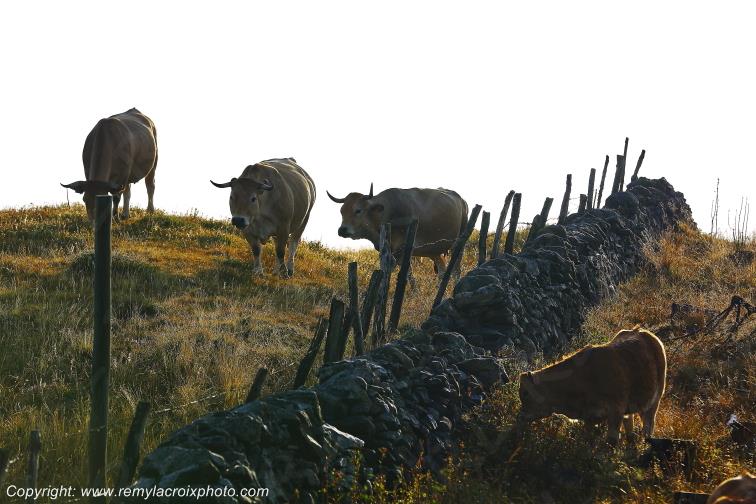 Aubrac vaches Aubrac Aveyron Occitanie France www.remylacroixphoto.com
