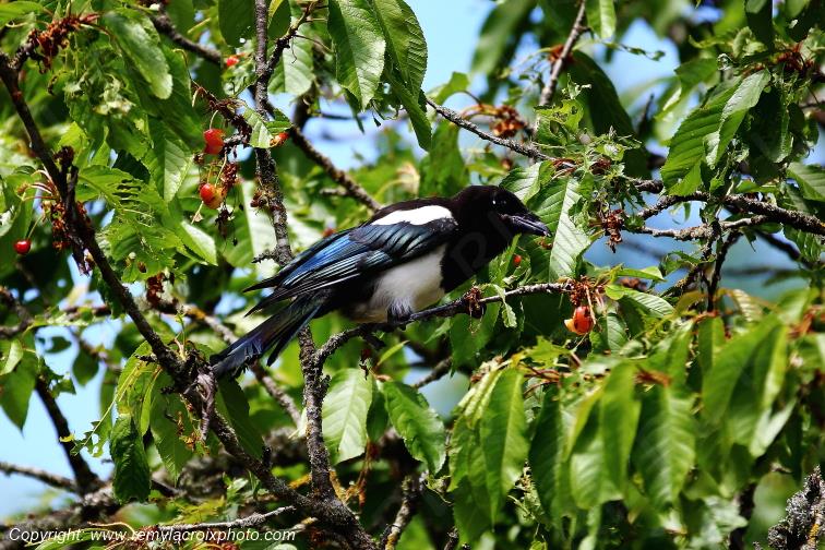 Pie bavarde dans un cerisier Tranzault Indre France www.remylacroixphoto.com
