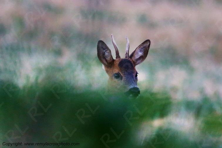 Chevreuil brocard Tranzault Indre Centre Val de Loire France www.remylacroixphoto.com
