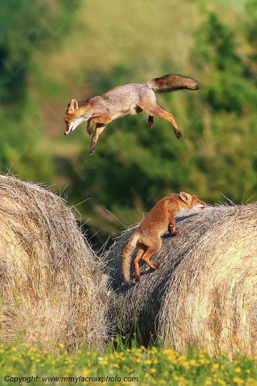 Renard roux Val de Bouzanne Indre Berry Centre Val de Loire France www.remylacroixphoto.com