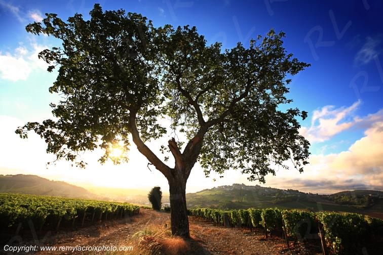 Sancerre le Piton Sancerrois Cher Berry Centre Val de Loire France