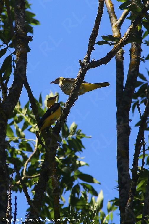 Loriots d'Europe couple Tranzault Indre France www.remylacroixphoto.com