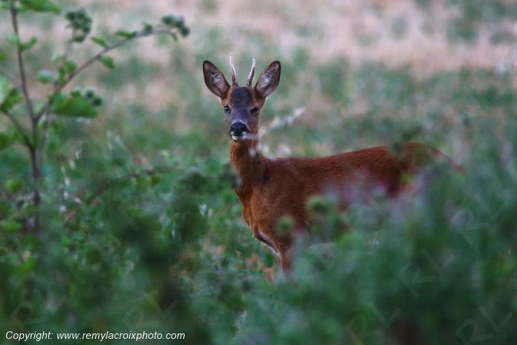Chevreuil brocard Tranzault Indre Centre Val de Loire France www.remylacroixphoto.com