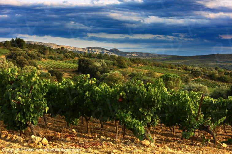 La Tour del Far vignoble du Haut Fitou Corbi�res Aude France