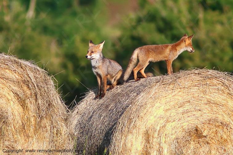 Renard roux Val de Bouzanne Indre Berry Centre Val de Loire France www.remylacroixphoto.com