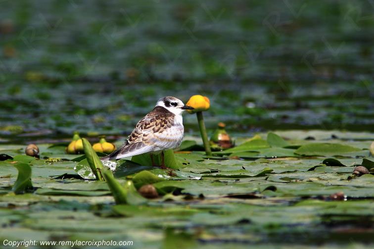 Guifette Moustac Juv�nile Parche Delta Danube River Romania Roumanie www.remylacroixphoto.com