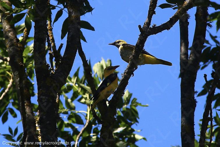 Loriots d'Europe couple Tranzault Indre France www.remylacroixphoto.com
