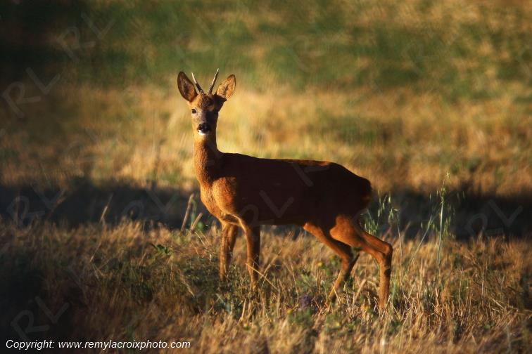 Chevreuil brocard Tranzault Indre Centre Val de Loire France www.remylacroixphoto.com