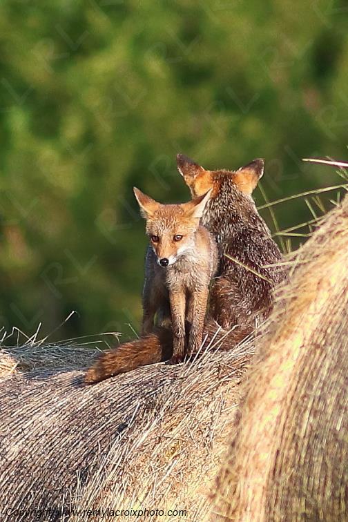 Renard roux Val de Bouzanne Indre Berry Centre Val de Loire France www.remylacroixphoto.com