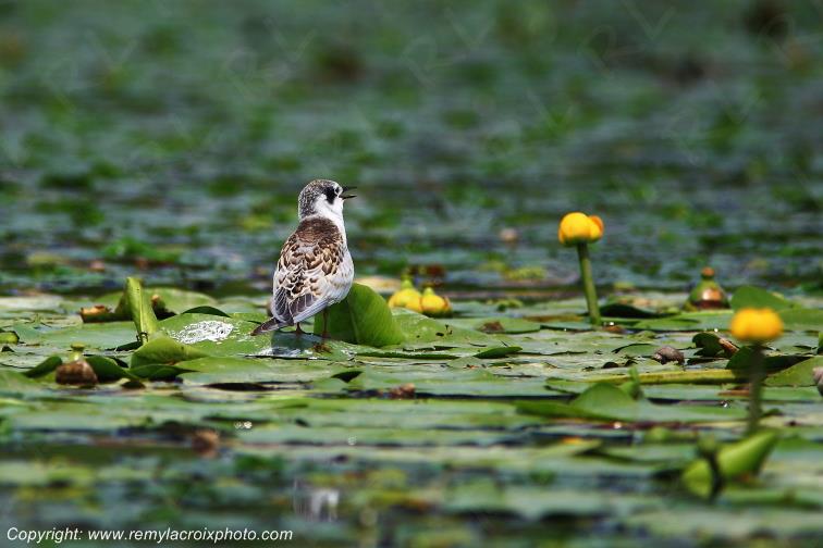 Guifette Moustac Juv�nile Parche Delta Danube River Romania Roumanie www.remylacroixphoto.com
