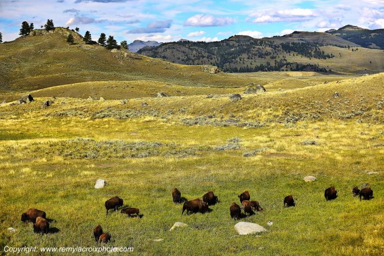 Bisons North American Buffaloes Tower Roosevelt Yellowstone National Park Wyoming USA www.remylacroixphoto.com