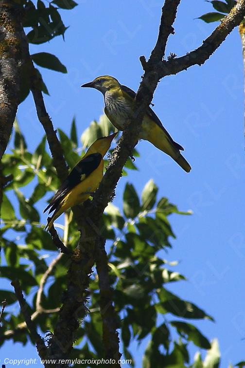 Loriots d'Europe couple Tranzault Indre France www.remylacroixphoto.com