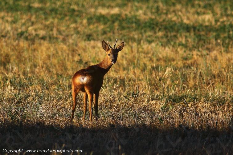 Chevreuil brocard Tranzault Indre Centre Val de Loire France www.remylacroixphoto.com